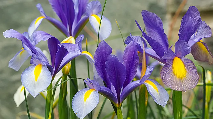 GARDENING: Count your seasonal blessings Image
