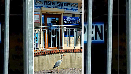 Reader’s Picture of the Week Image