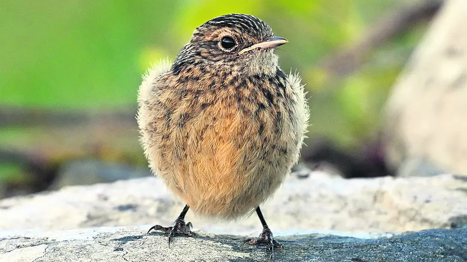 WILDLIFE: Time to enjoy the flutter of fledglings Image