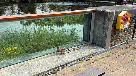 Duck family gets a helping hand at the Skibbereen Heritage Centre Image