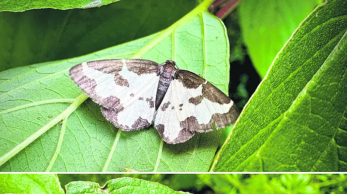 WILDLIFE: Geared up for the Gearagh Image