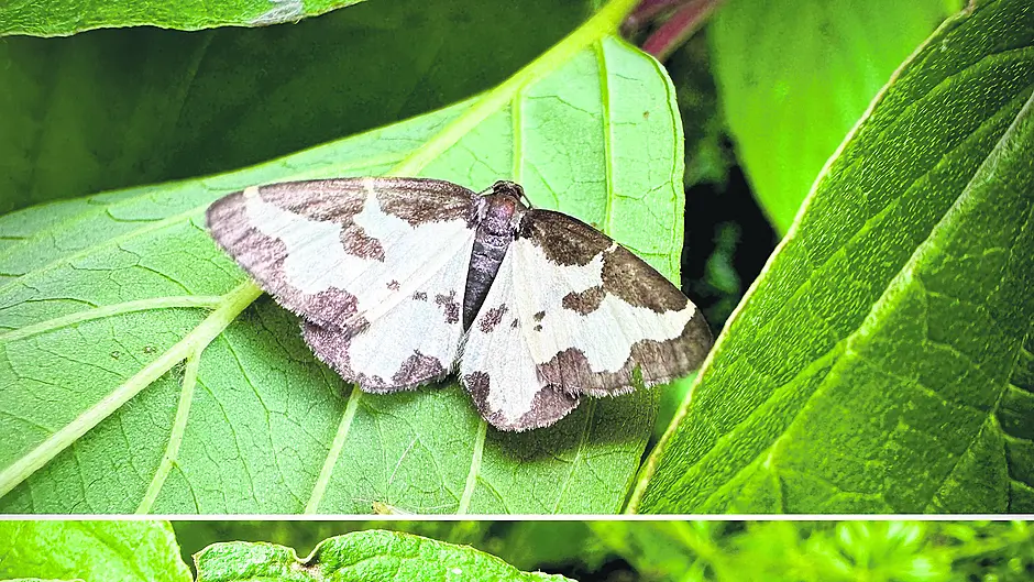 WILDLIFE: Geared up for the Gearagh Image