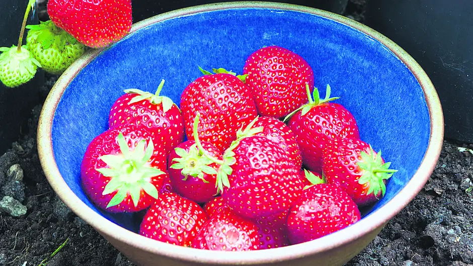 GARDENING: Plants thrive with any mix Image