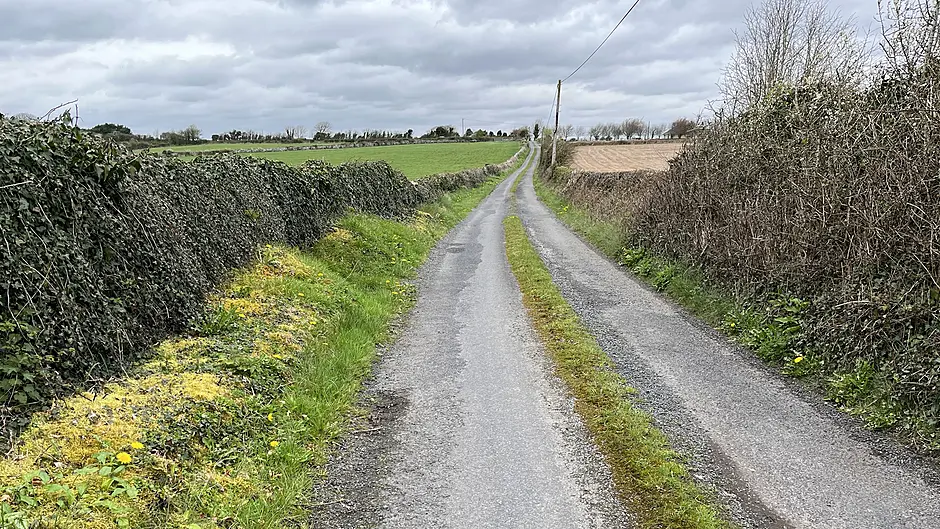 Frogs protected over human lives, claim Cork County councillors Image