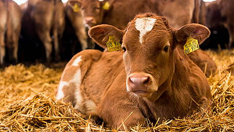 Financial advice for farmers ahead of autumn tax bills Image
