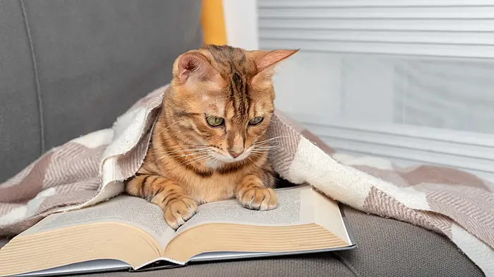 Silent Bookclub comes to Clonakilty Image