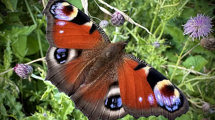 WILDLIFE: More to butterfly magic than a disappearing act Image