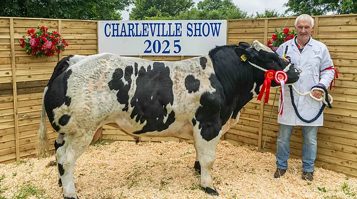 John Cahalane from Castlehaven, West Cork, with his 1st place champion Belgian Blue bull - 'Forenaught Rocky'. Picture: Andy Gibson.
