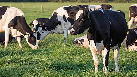 Carbery champions vital role of dairy ‘stewards of the land’ Image