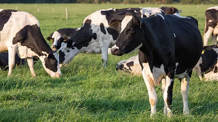 Carbery champions vital role of dairy ‘stewards of the land’ Image