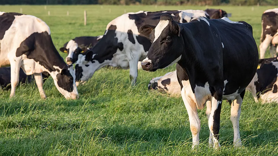 Carbery champions vital role of dairy ‘stewards of the land’ Image
