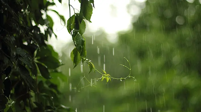 Yellow weather warning issued for West Cork Image