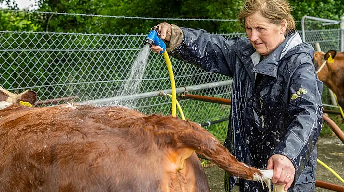 Above: Mary Pat Dinneen from Barryroe washing off her Hereford cow, 'Dunworley Sky' at Dunmanway show. Below:  Daniel O'Donovan from Dunmanway prepares his Holstein cow for showing. (Photos: Andy Gibson)