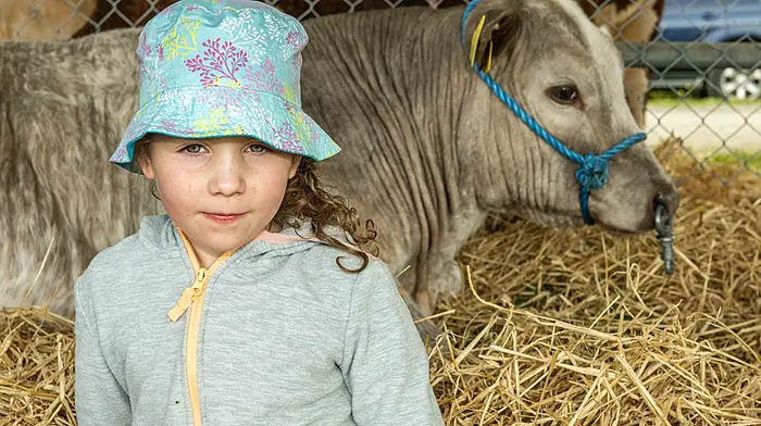 Hazel Deane from Dunmanway with her Belgian Blue Cross calf at the Dunmanway Agricultural Show last Sunday. (Photo: Andy Gibson)