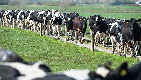 Early milking key to reducing farming hours Image