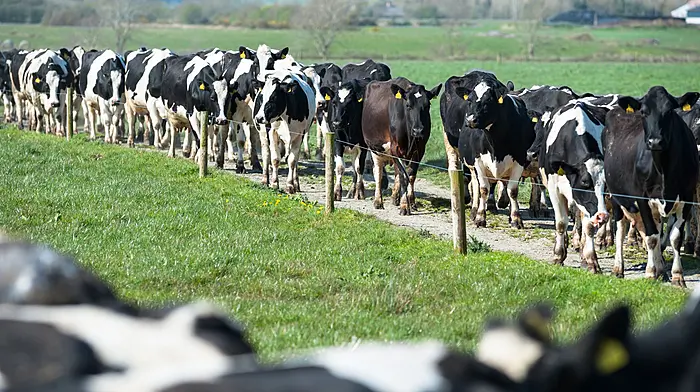 Early milking key to reducing farming hours Image