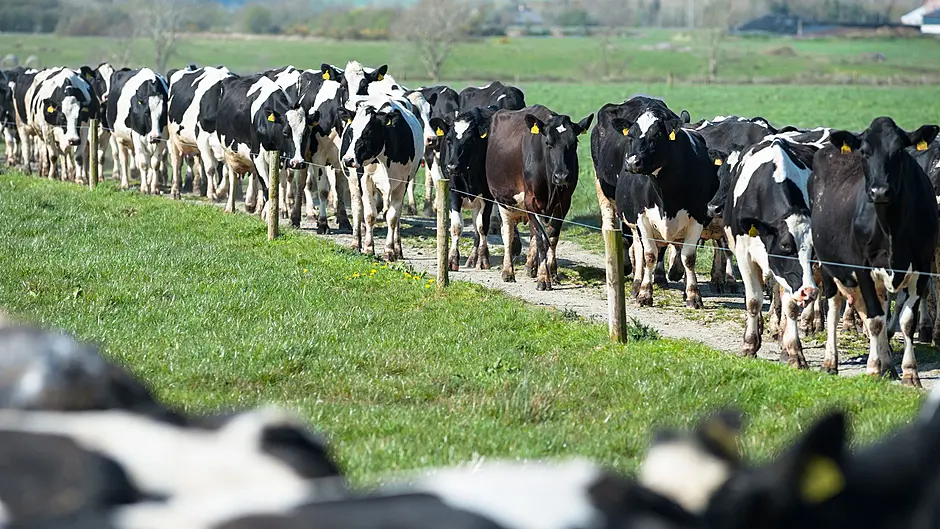Early milking key to reducing farming hours Image