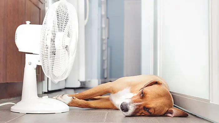 The Irish Blue Cross appeals to pet owners to keep pets safe in heatwave Image