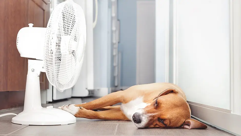 The Irish Blue Cross appeals to pet owners to keep pets safe in heatwave Image
