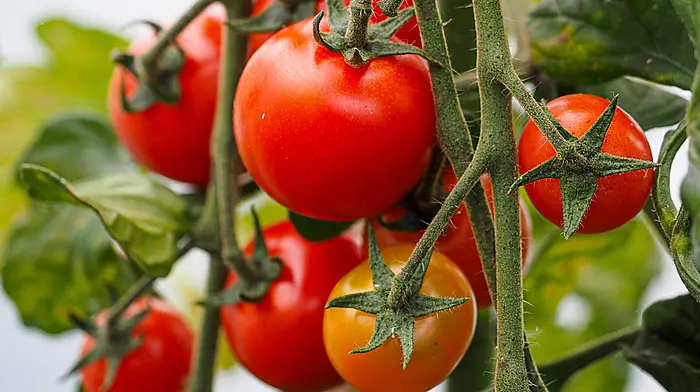 GARDENING: Everything grows fast in July Image