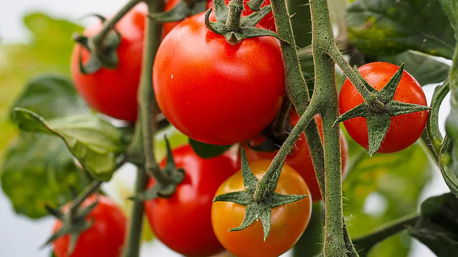 GARDENING: Everything grows fast in July Image