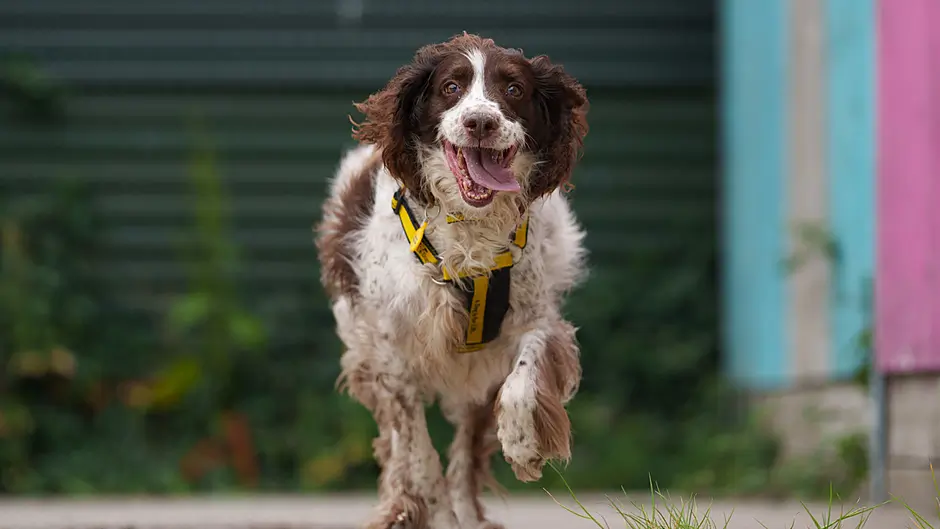 Irish families forced to give up dogs due to lack of pet-friendly rentals Image