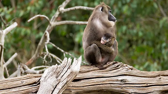 Fota Wildlife Park announces the birth of the first endangered baby drill  monkey born at the County Cork conservation centre Image