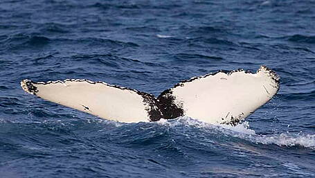 Boomerang the whale lives up to his name as he returns again Image