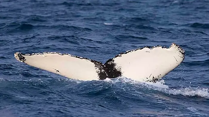 Boomerang the whale lives up to his name as he returns again Image