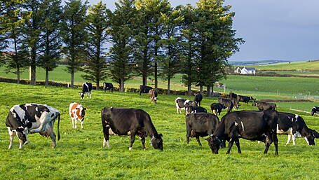 Commission funding for Asia-bound lamb and beef Image
