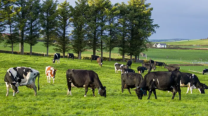 Commission funding for Asia-bound lamb and beef Image