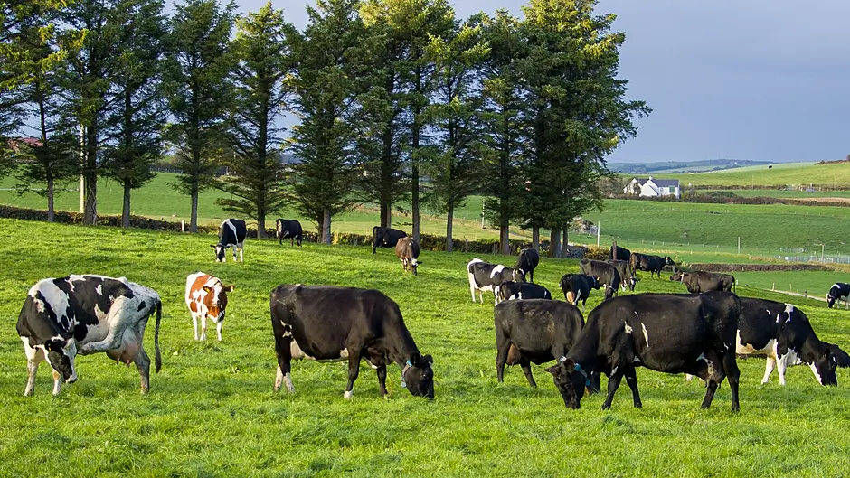 Commission funding for Asia-bound lamb and beef Image