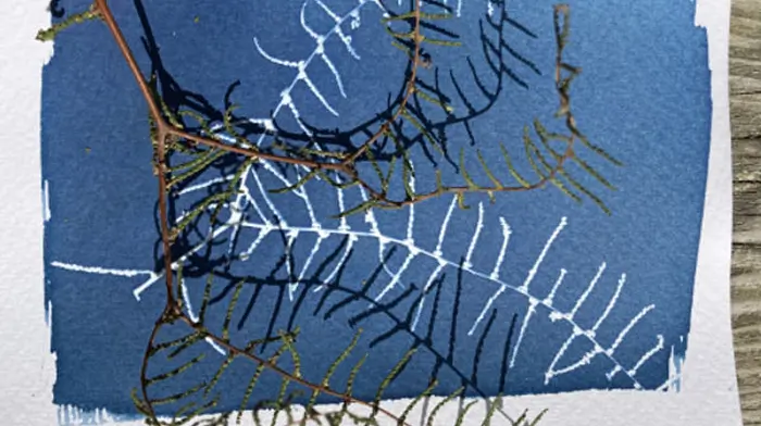 Framing Nature in Blue - Kathy Kirwan