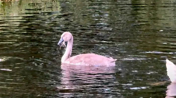 Wildlife volunteers rescue cygnet with fishing line in its beak Image