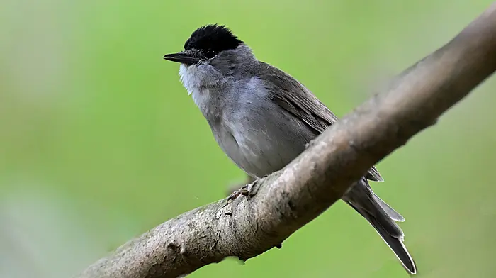 Singing the praises of West Cork’s warblers Image