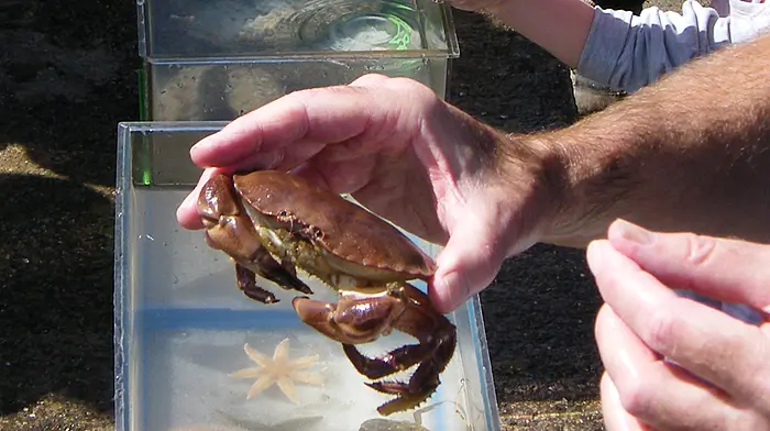 Get a feel for marine life at Lough Hyne Marine Reserve touch tanks Image