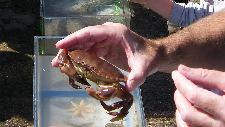 Get a feel for marine life at Lough Hyne Marine Reserve touch tanks Image