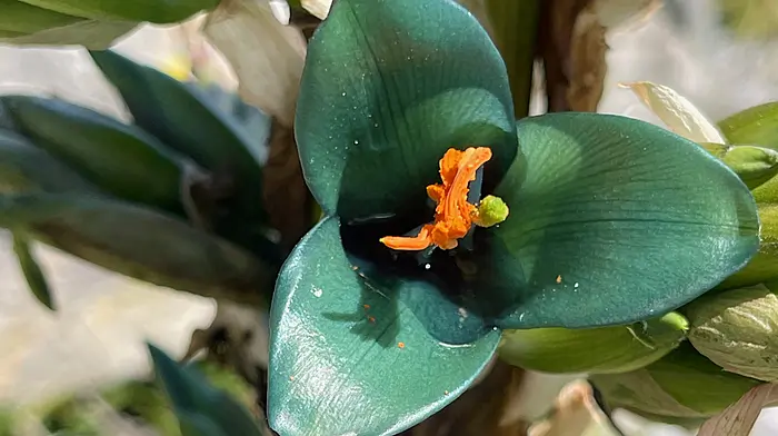 Rare plants in bloom thanks to unique microclimate Image