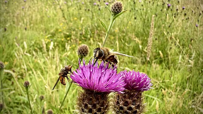WILDLIFE: Wild about the garden in summer Image
