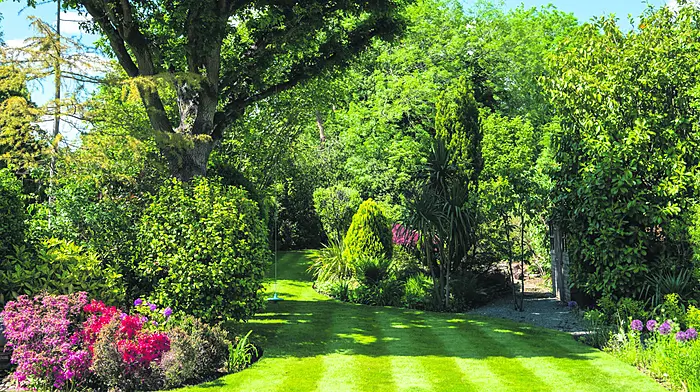 PROPERTY WEST CORK: Forget-me-not: the garden Image