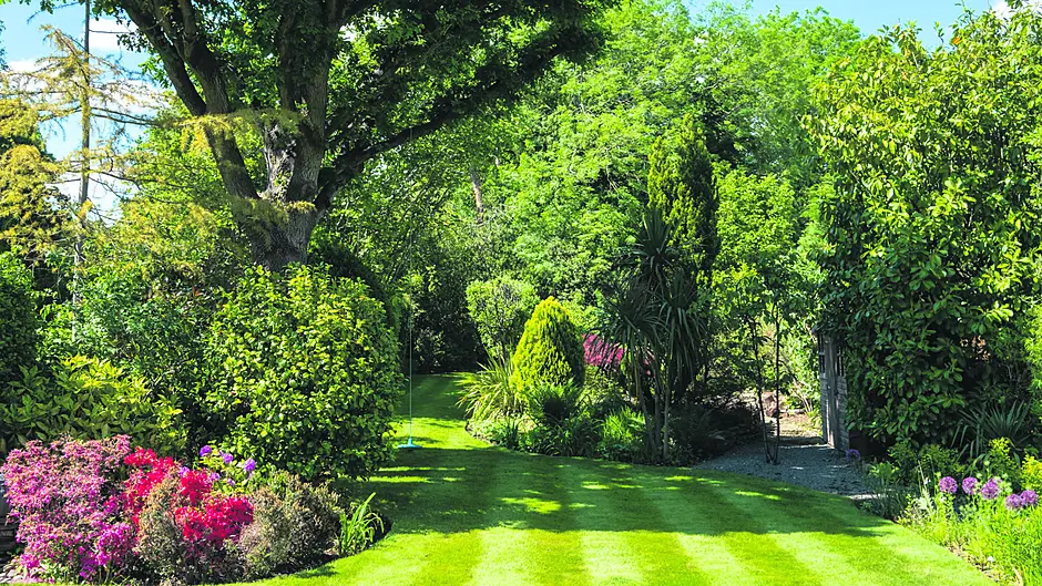 PROPERTY WEST CORK: Forget-me-not: the garden Image