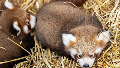 Fota Wildlife Park announces birth of two endangered red panda cubs Image