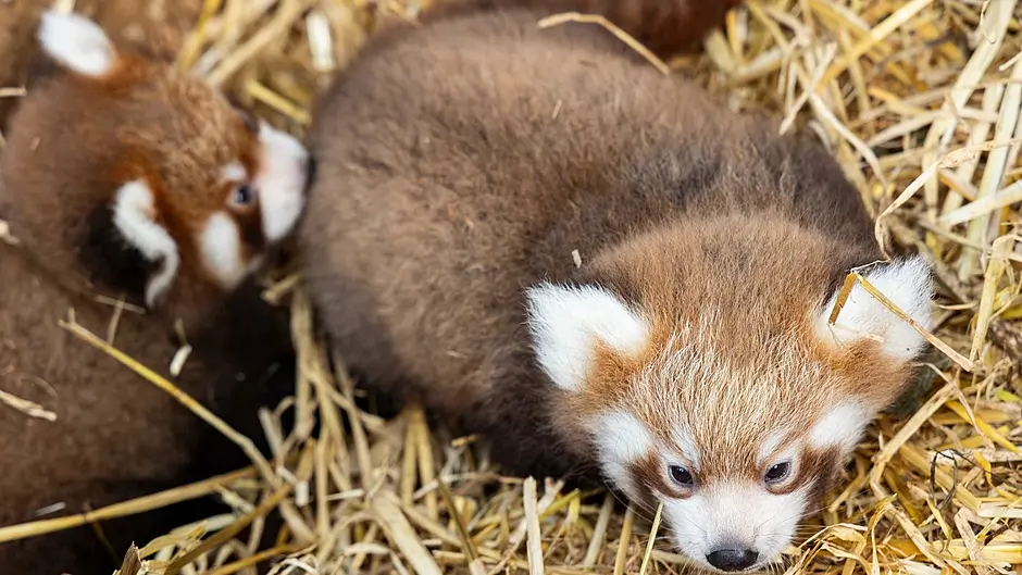 Fota Wildlife Park announces birth of two endangered red panda cubs Image