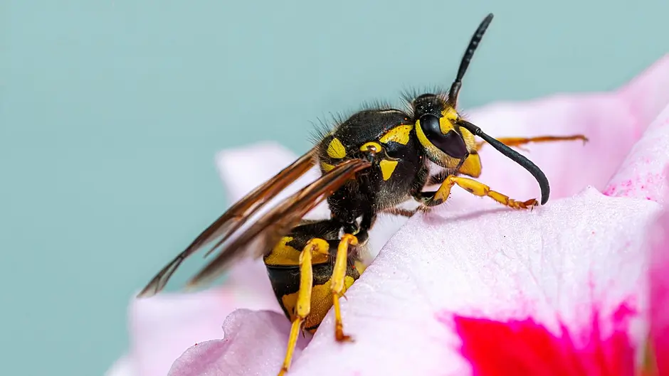 45% increase in callouts for wasps in Ireland this year Image