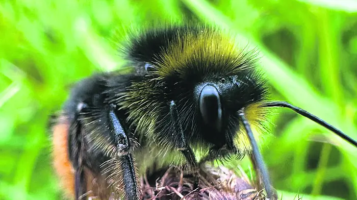 WILDLIFE: A sting in the tale: insects under increasing threat Image