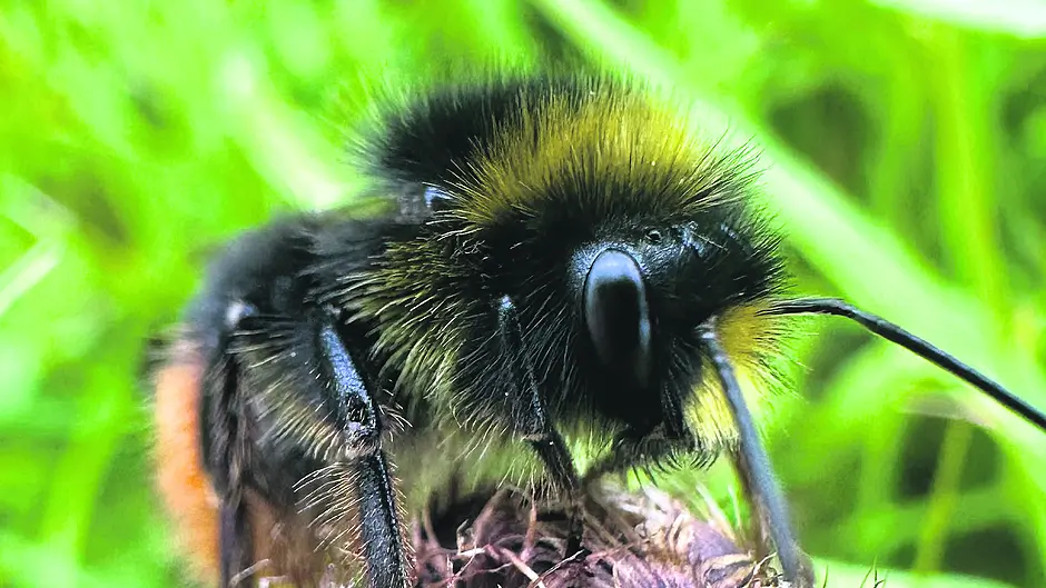 WILDLIFE: A sting in the tale: insects under increasing threat Image