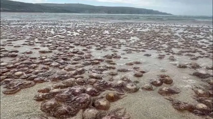 West Cork beaches on stinger high alert Image