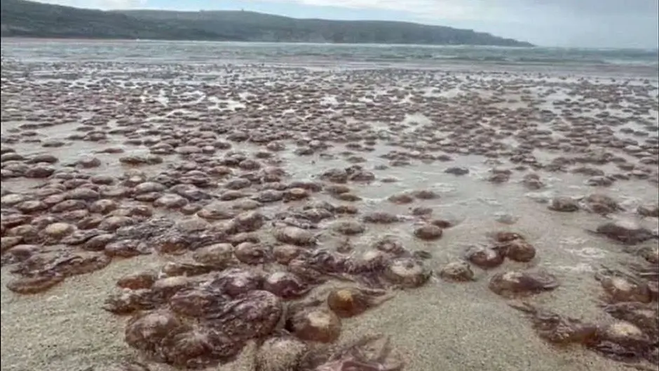 West Cork beaches on stinger high alert Image