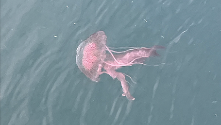 Jellyfish alert at Lough Hyne Image