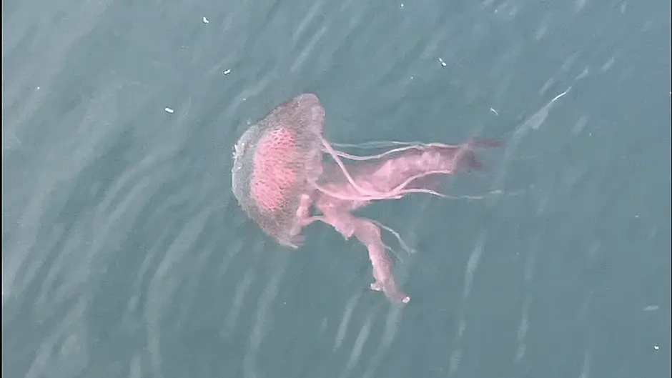 Jellyfish alert at Lough Hyne Image
